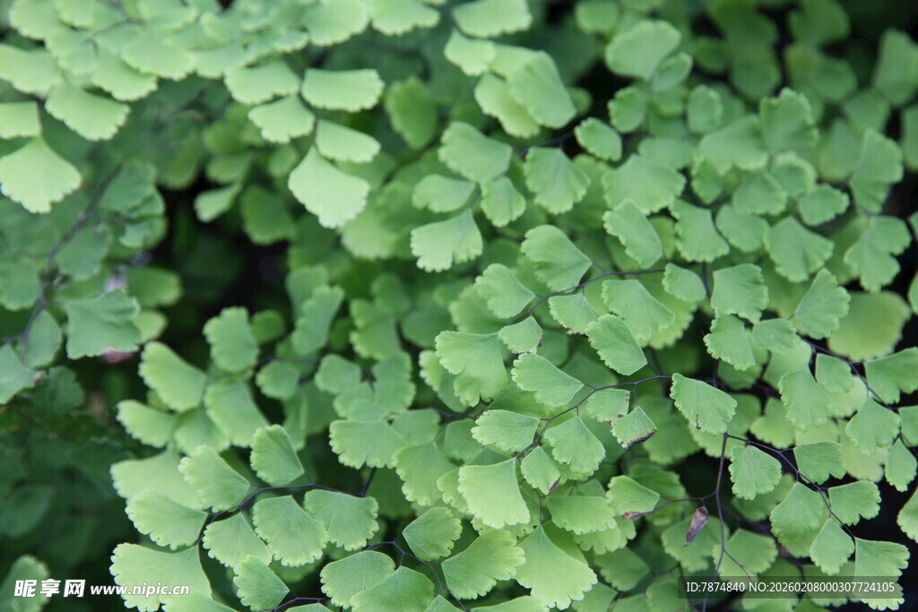 翠绿蕨类叶片特写