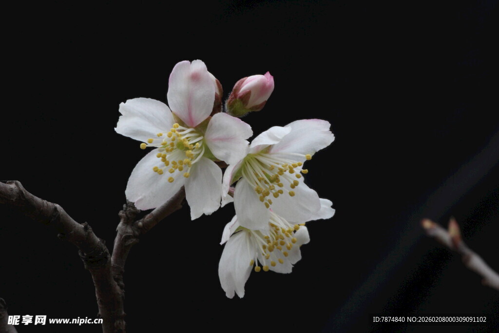 绽放的白色樱花花朵