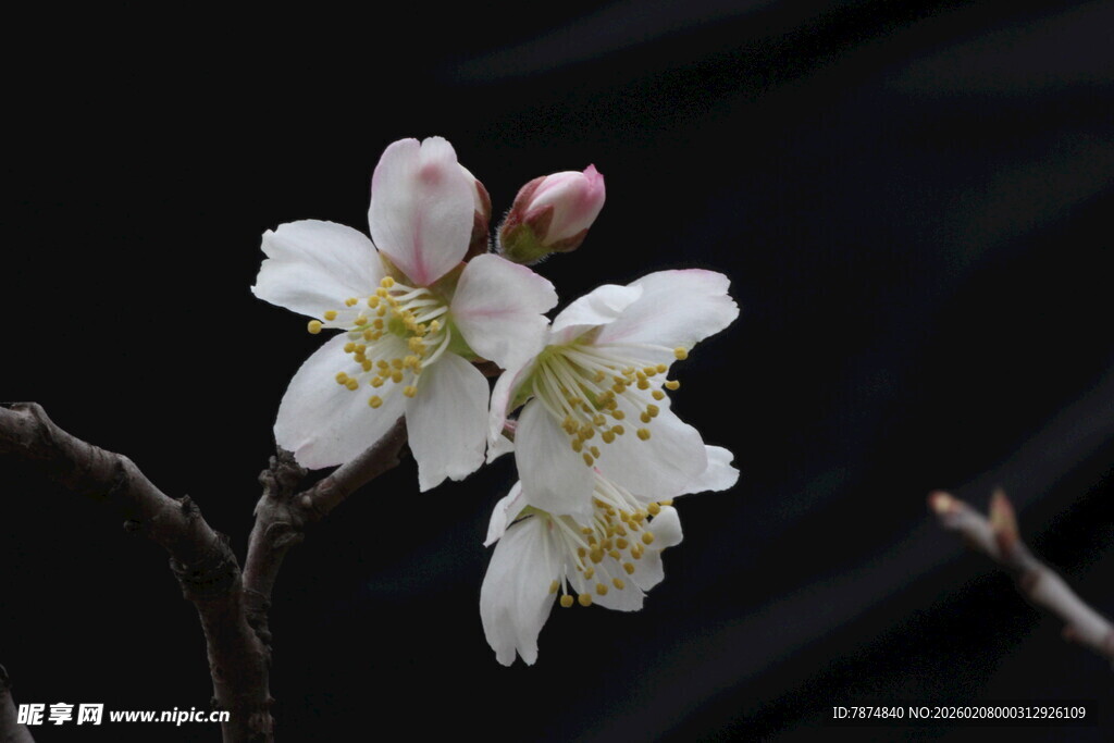 绽放的白色杏花