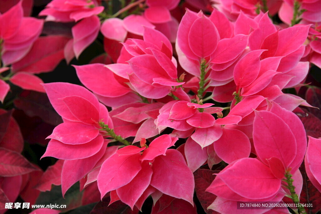 艳丽三角梅绽放