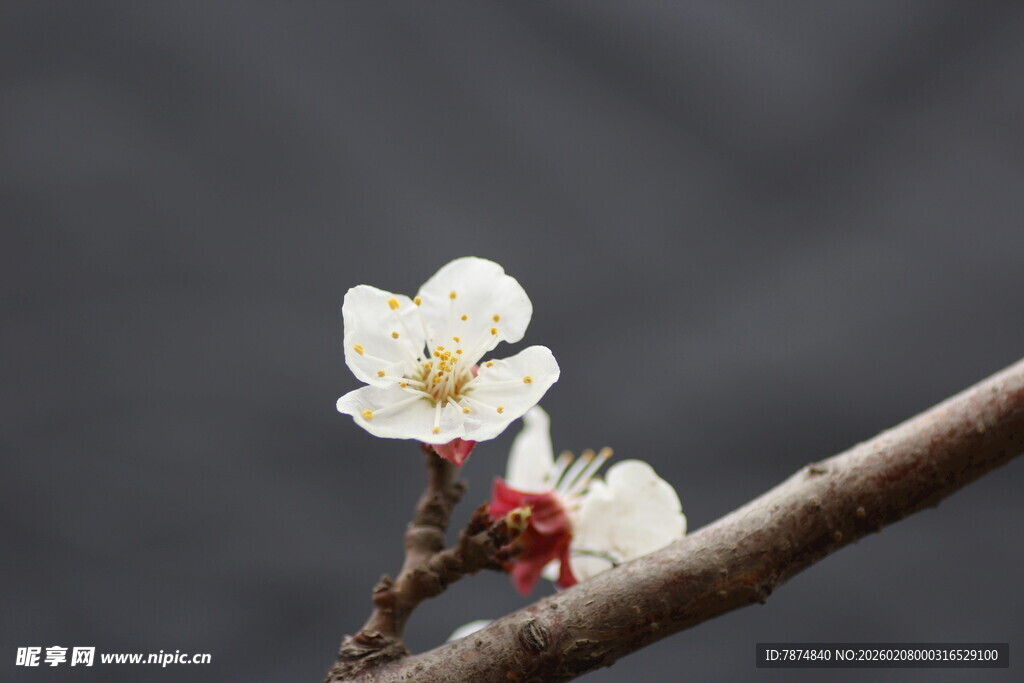 枝头绽放的素雅白色花朵