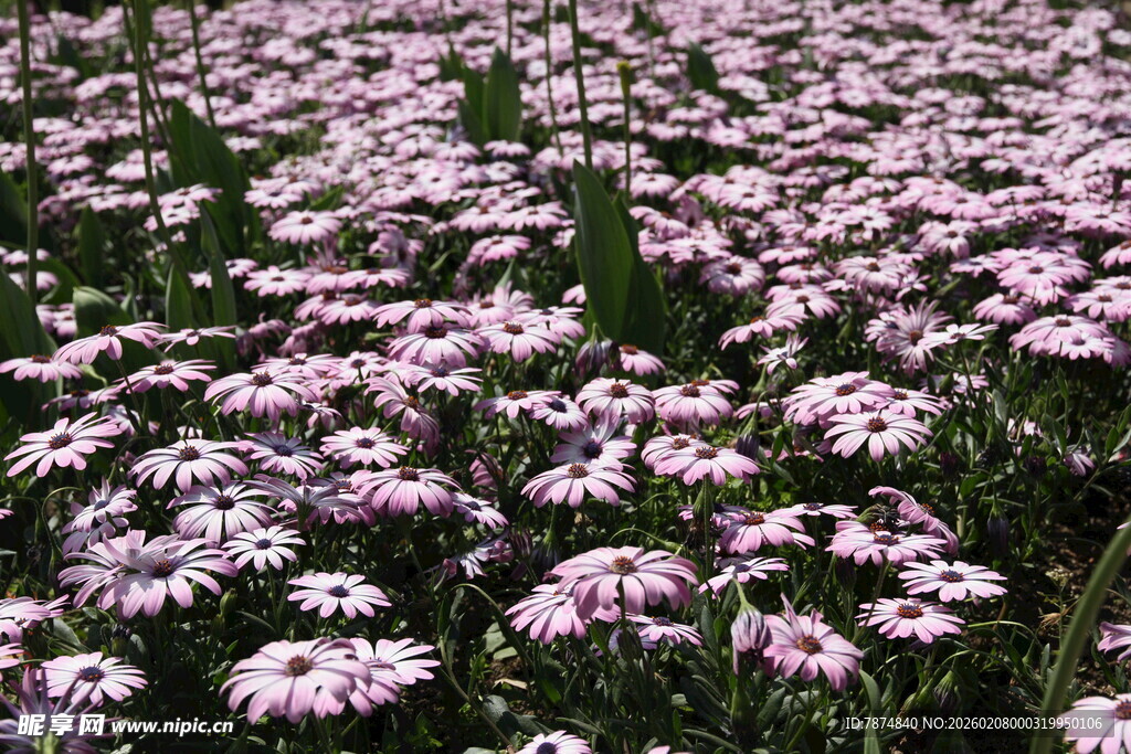 粉白雏菊盛放的美丽花田