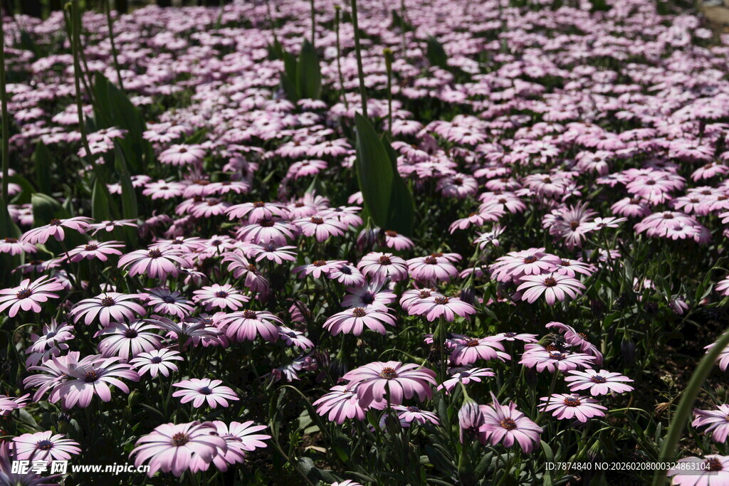 粉色雏菊绽放的美丽花田