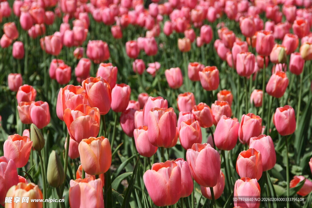 粉色郁金香花海美景