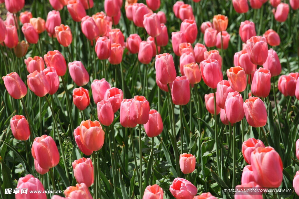 粉色郁金香花海