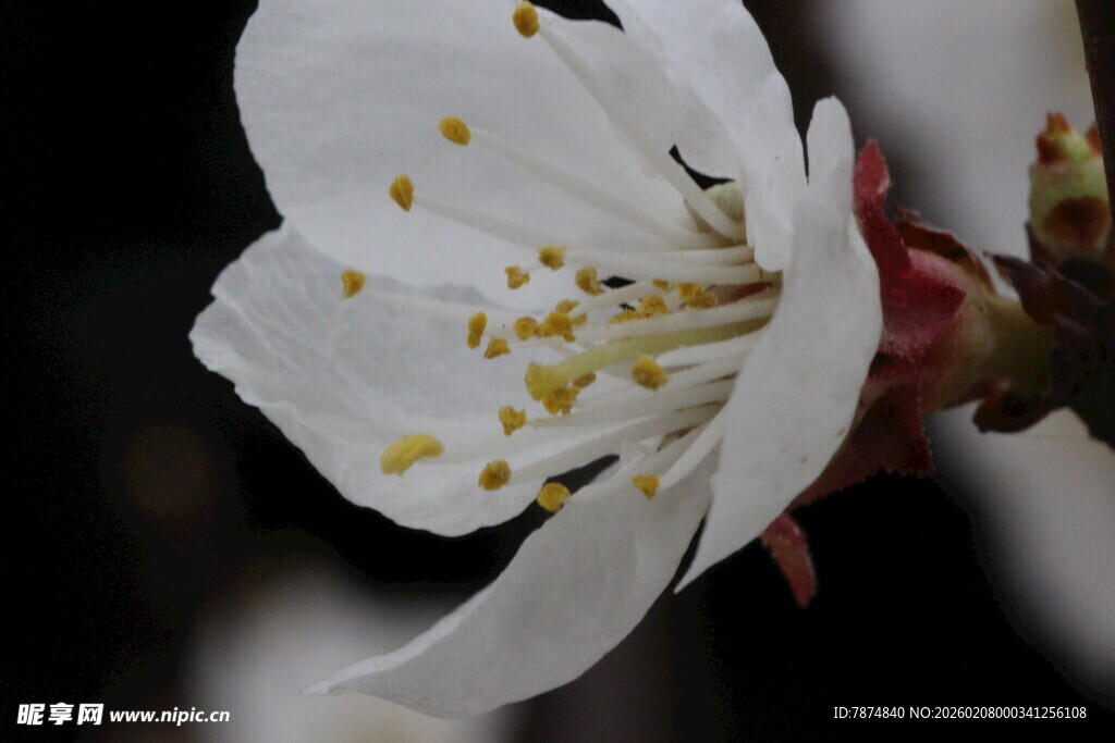 洁白杏花特写