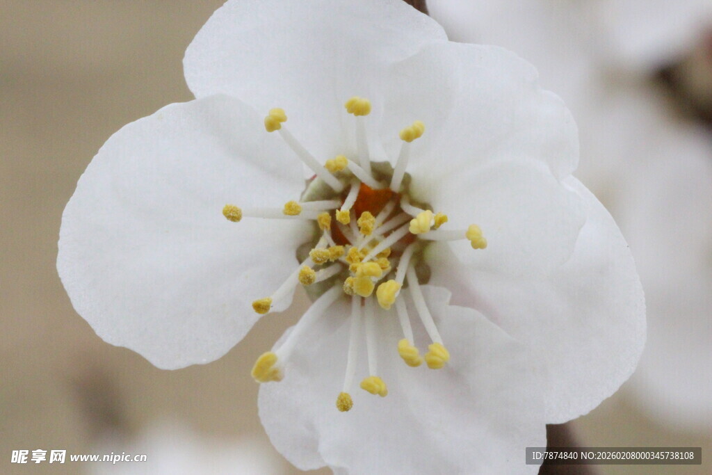 洁白杏花特写