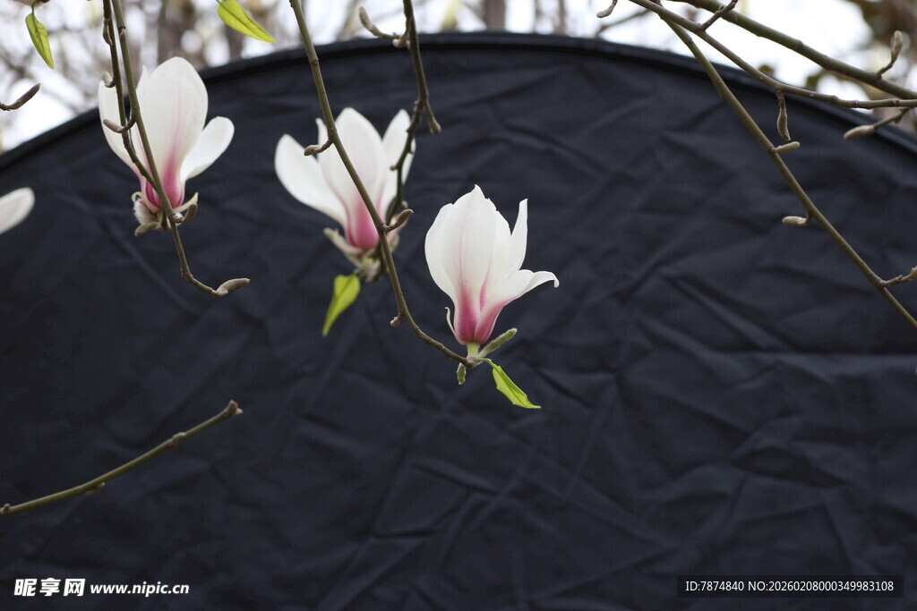玉兰花绽放于深色背景