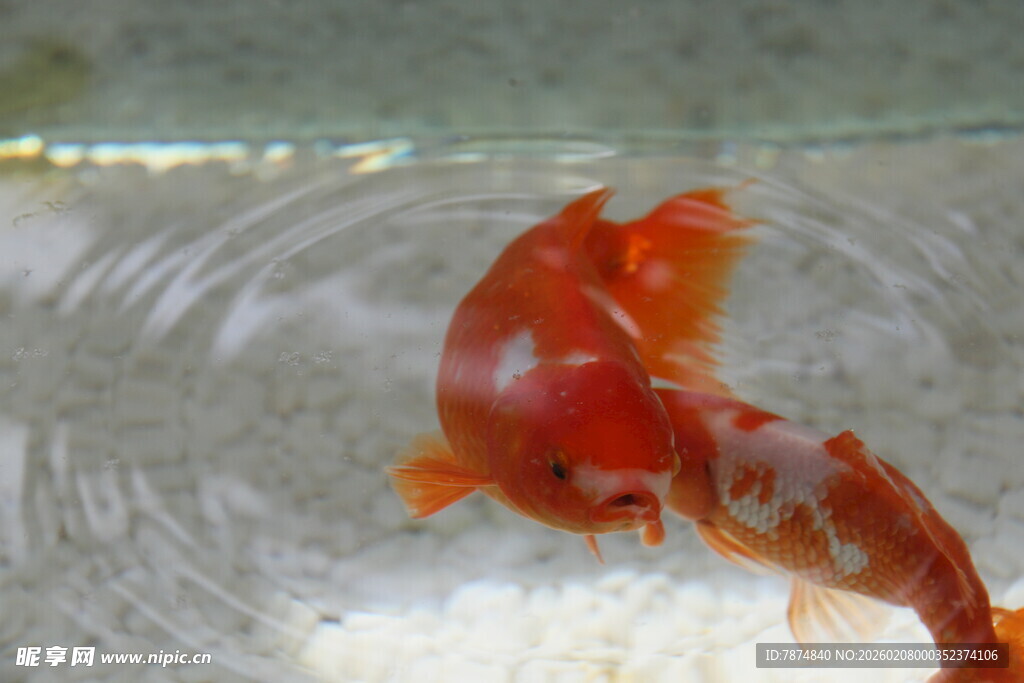 玻璃缸中的红色观赏鱼