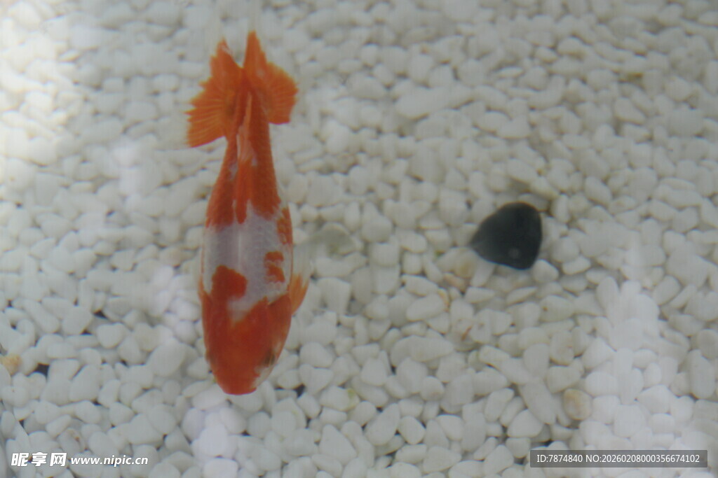 橙色锦鲤与黑色石头
