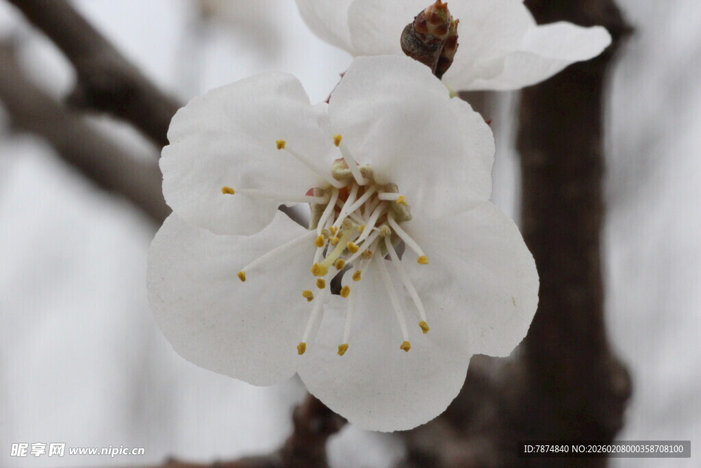 绽放的单朵杏花