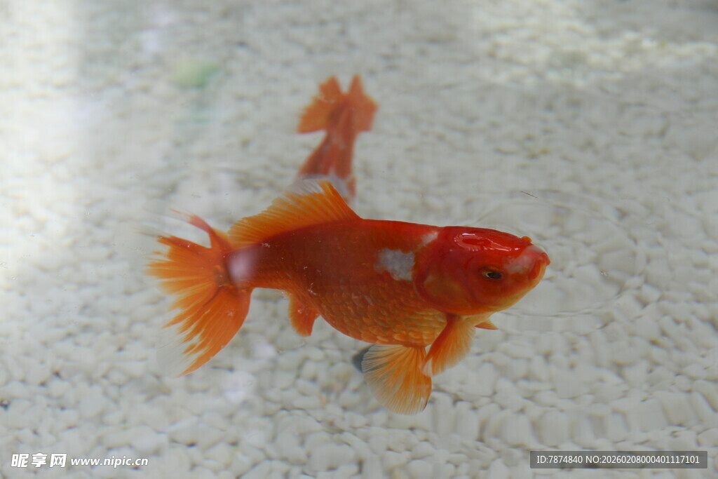 水中游弋的橙红色金鱼