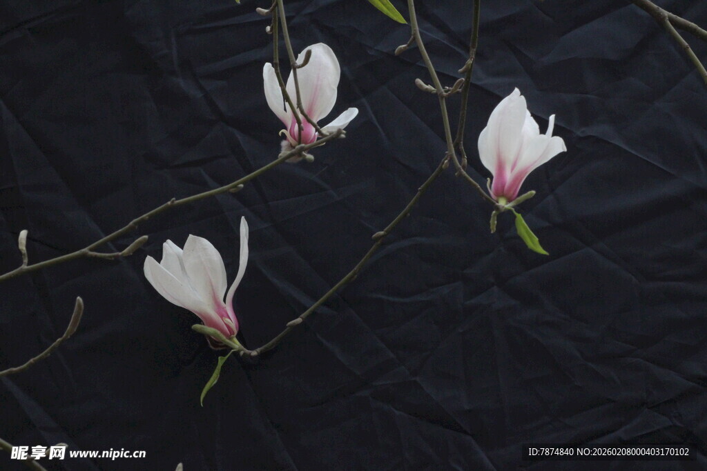 黑底玉兰花枝特写