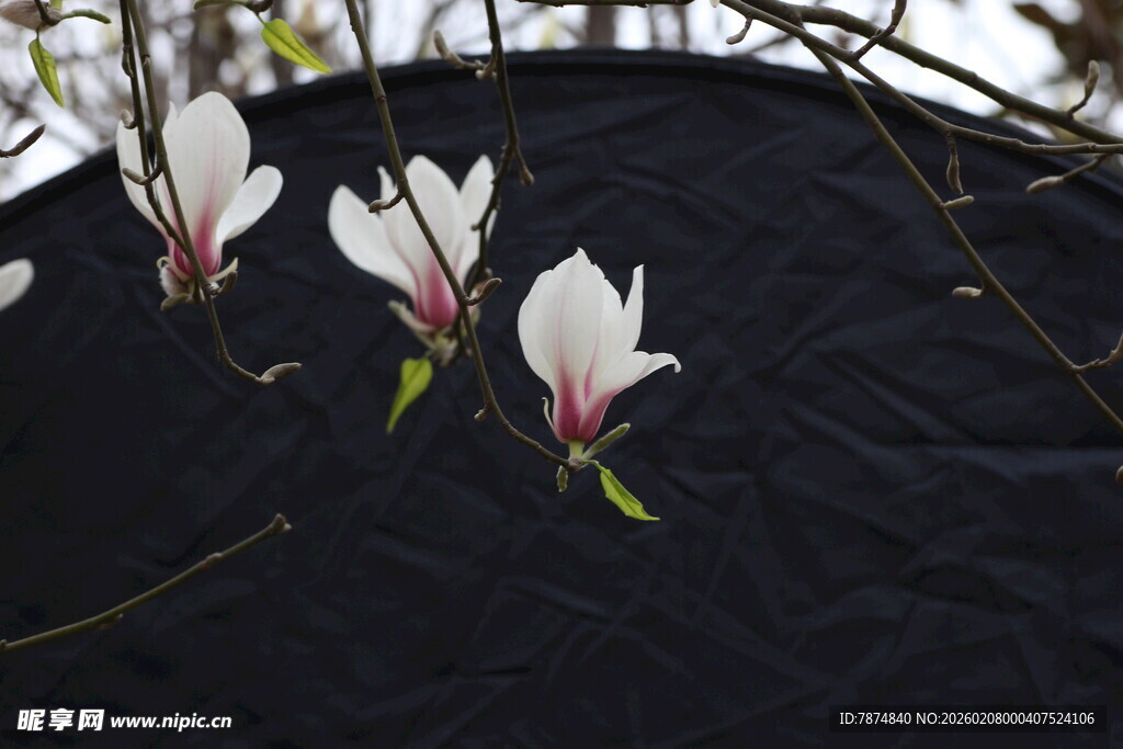 玉兰花绽放于深色背景中