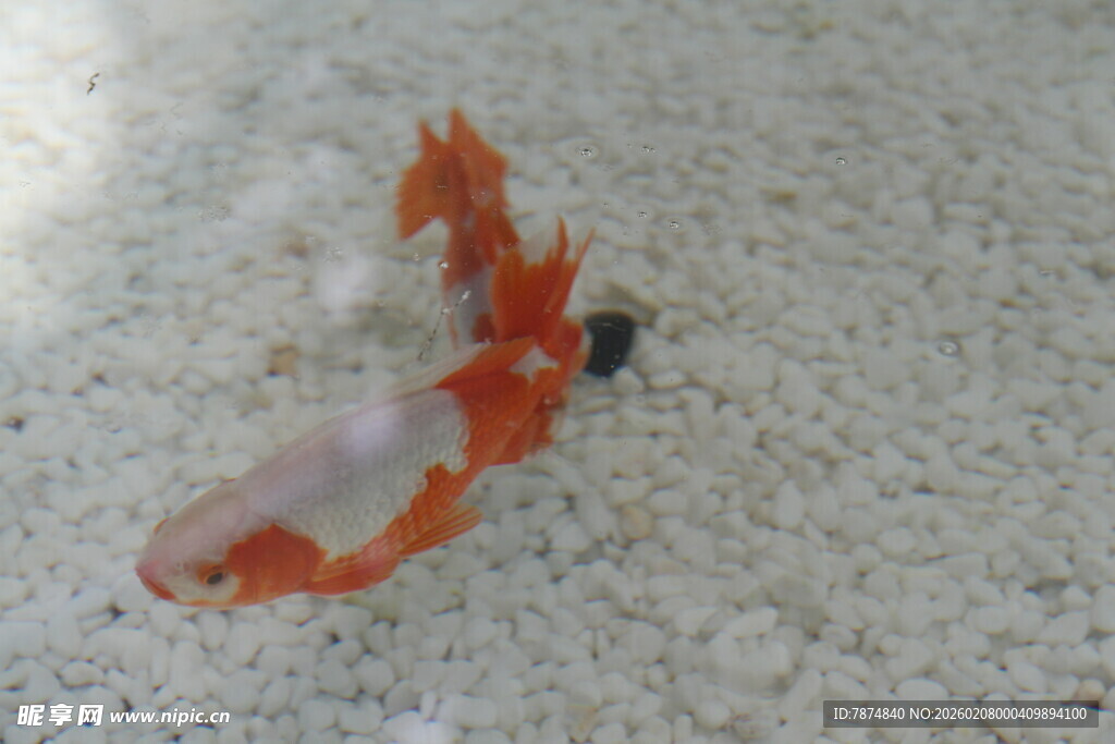 水中游动的橙白相间金鱼