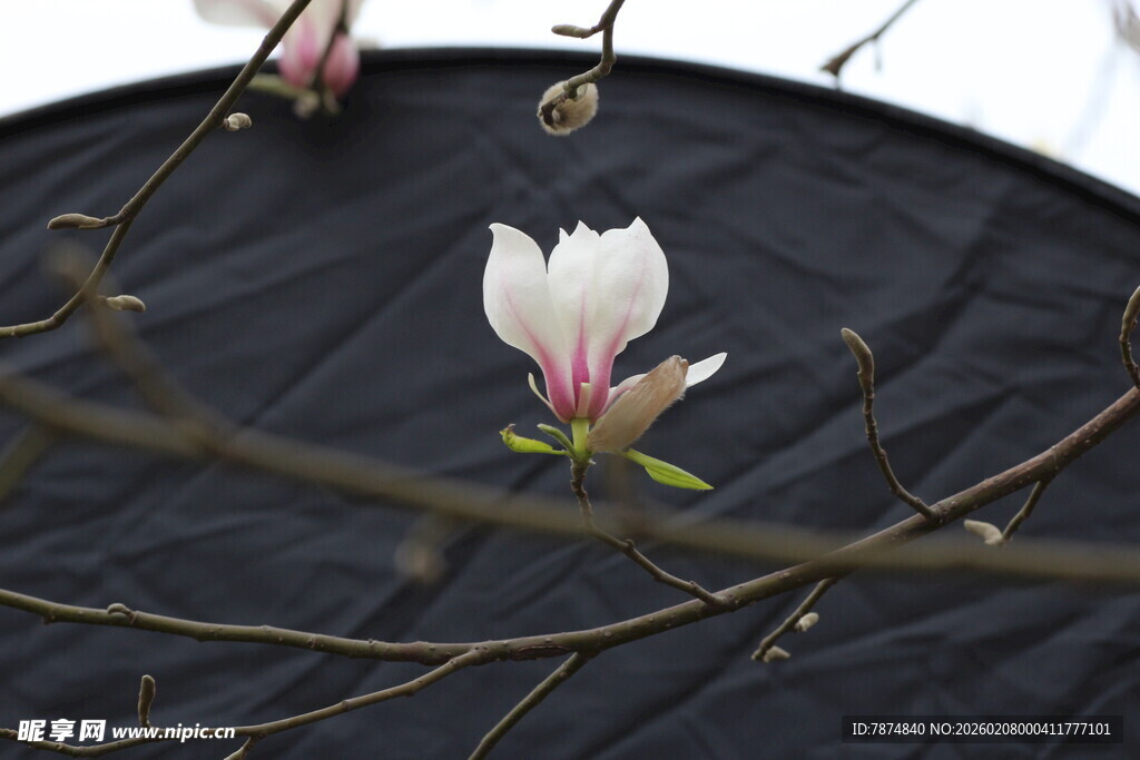 单朵玉兰花绽放于黑背景