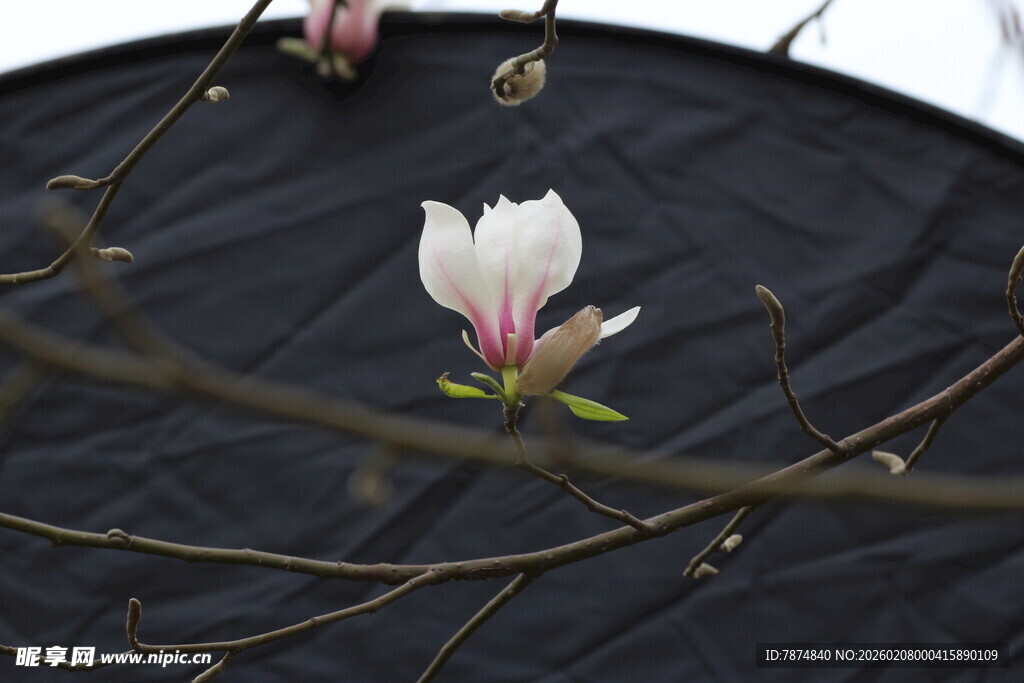 黑底玉兰花特写