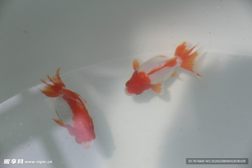 水中双金鱼 灵动又鲜艳