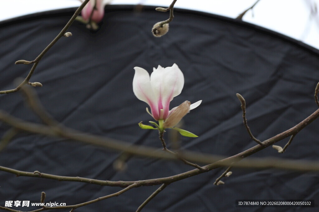 单朵玉兰花绽放于枝间