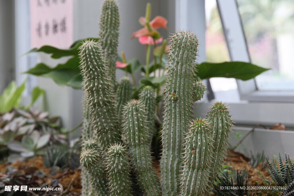 室内可爱仙人掌多肉植物