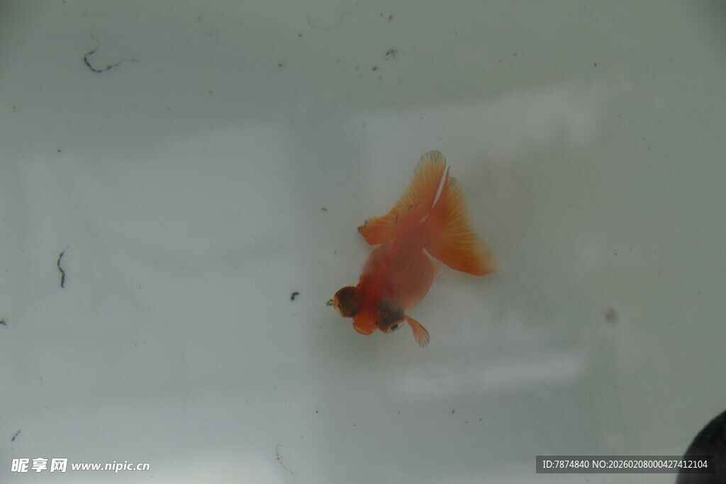 水中游动的橙红色小金鱼