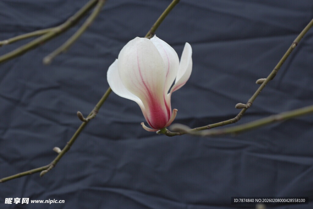 白色花朵特写 花瓣带红