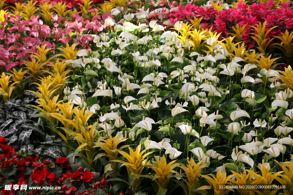 多彩花卉组成的美丽图案