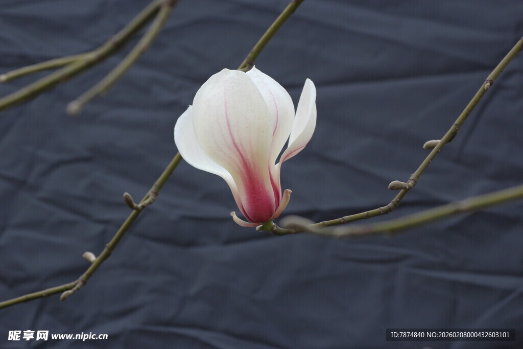 单枝玉兰花特写