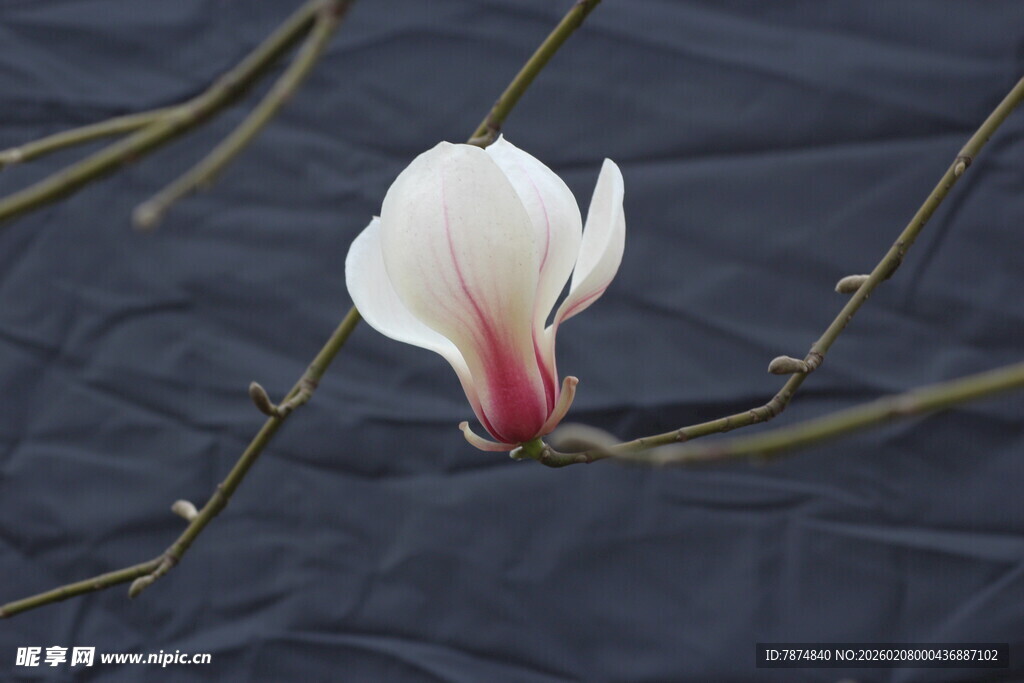 单枝玉兰花特写