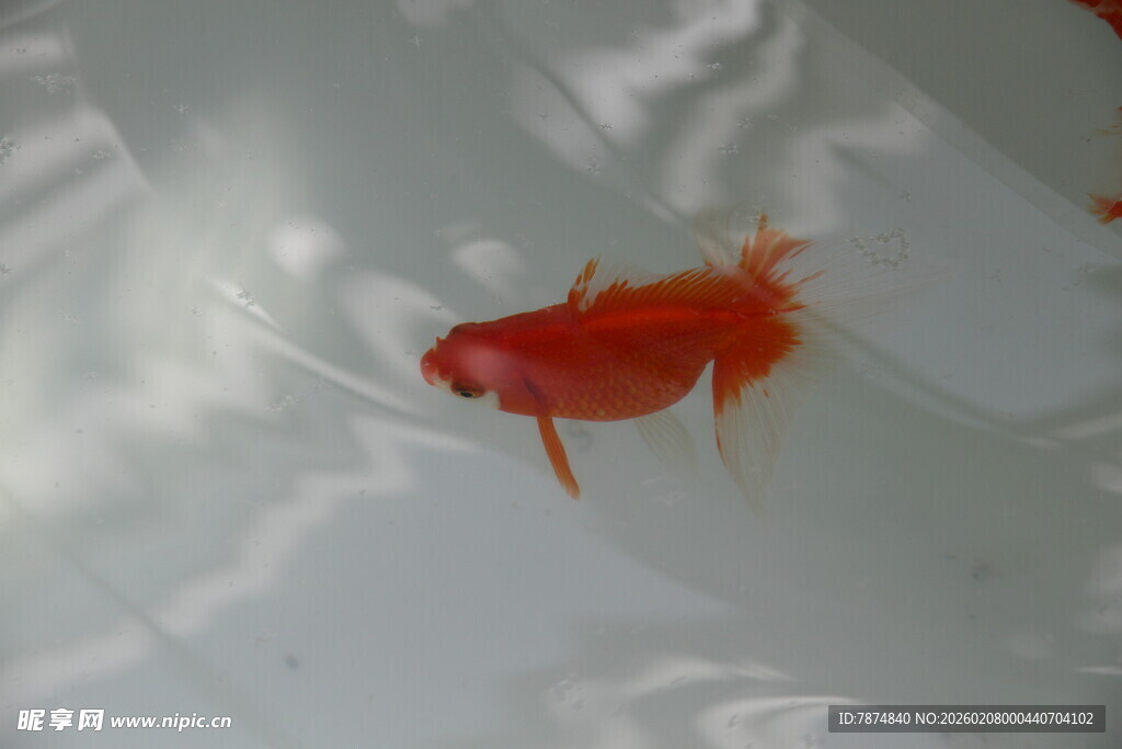 水中游动的红色小金鱼