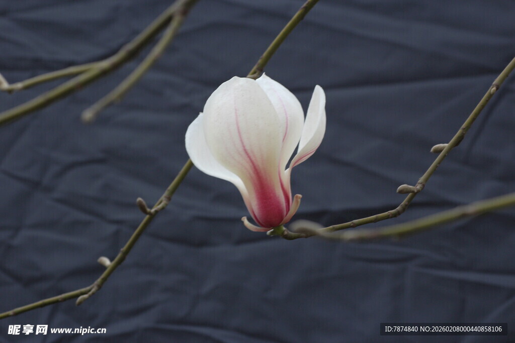 单朵白花绽放于深色背景