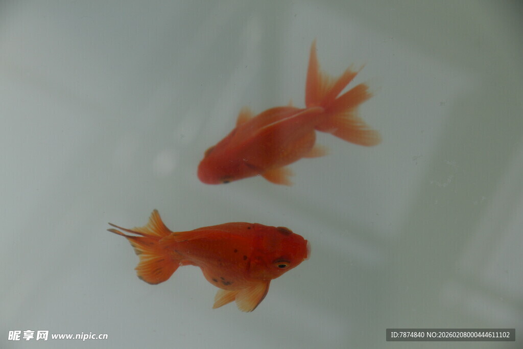 两条灵动的小金鱼