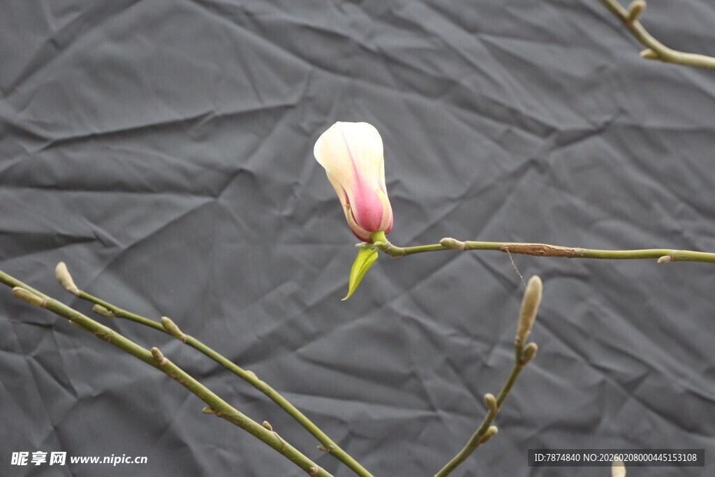单枝玉兰花置于灰布上