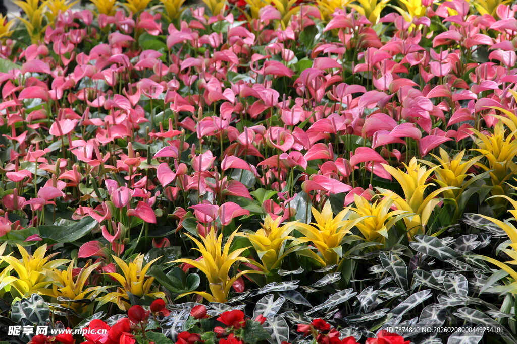 多彩花卉绽放美丽景观