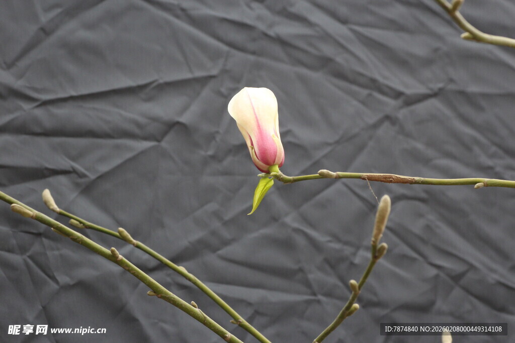 单枝玉兰花特写