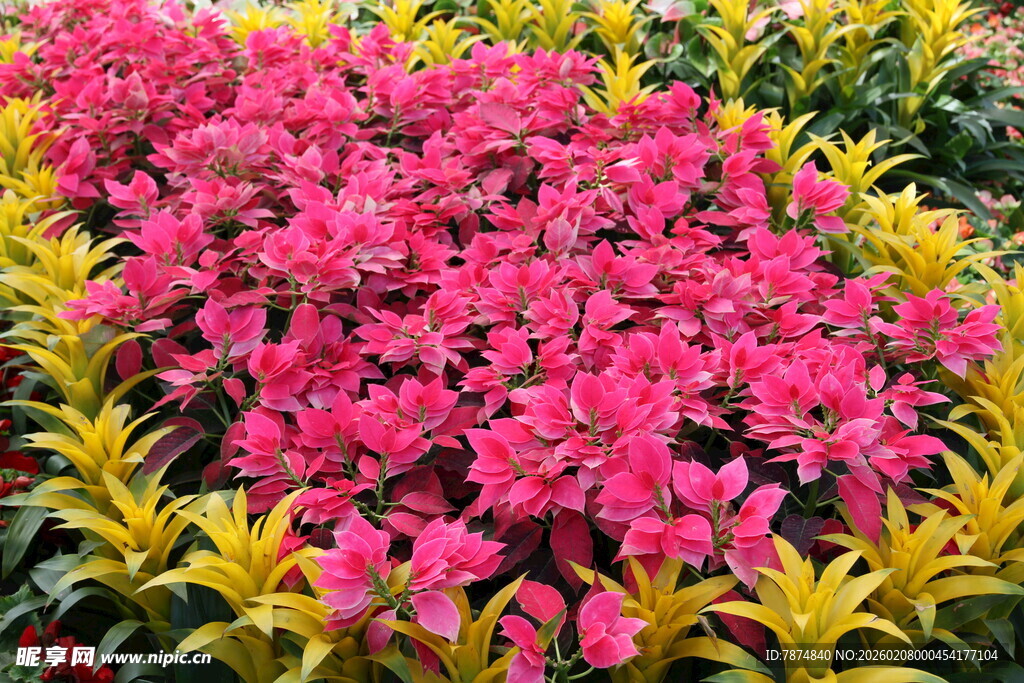 艳丽花丛绽放迷人色彩