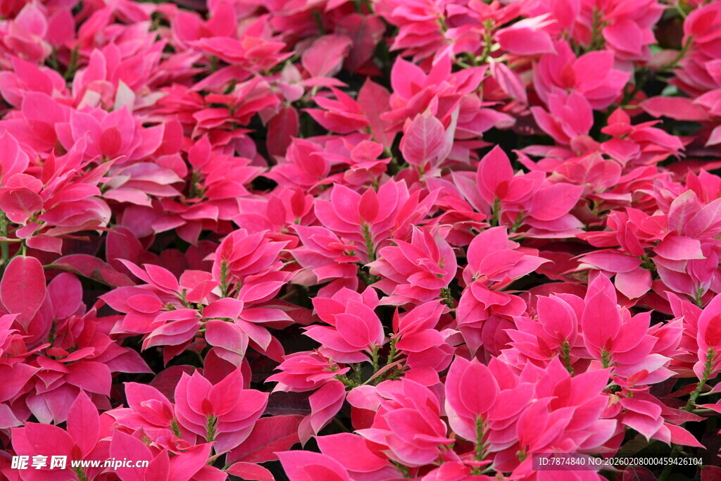 艳丽玫红花朵绽放