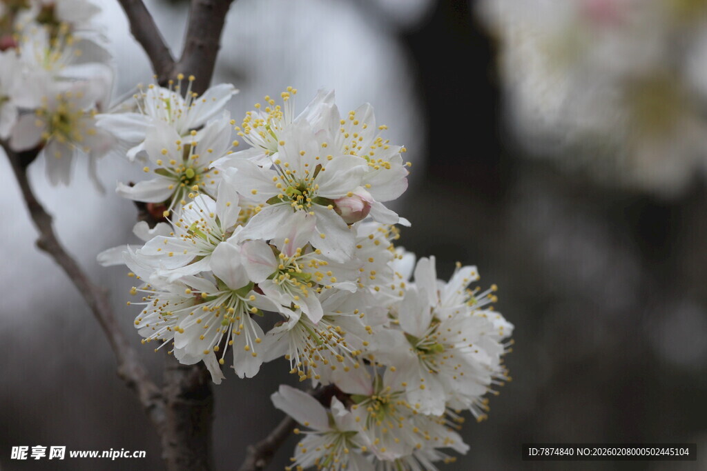 枝头绽放的洁白花朵