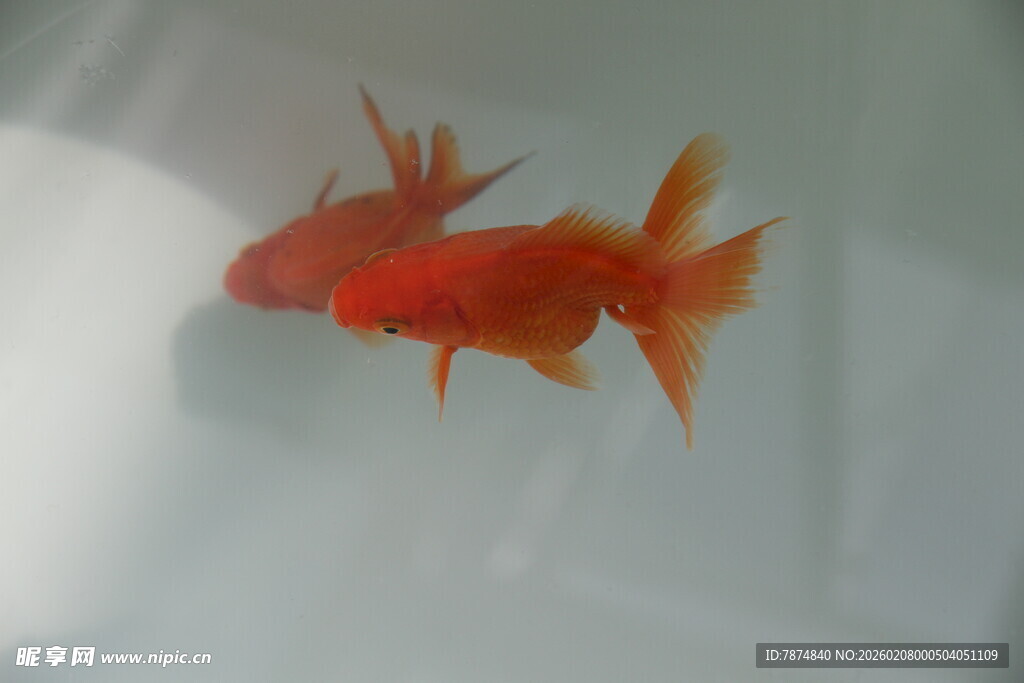 水中游动的艳丽红金鱼