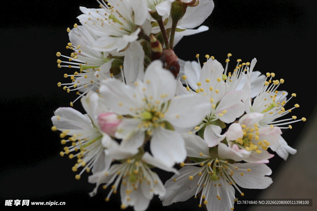 洁白绽放的美丽樱桃花