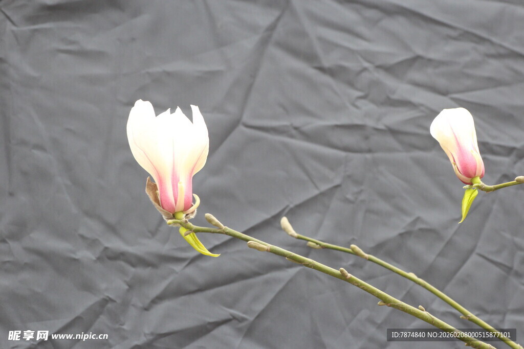 两朵素雅玉兰花