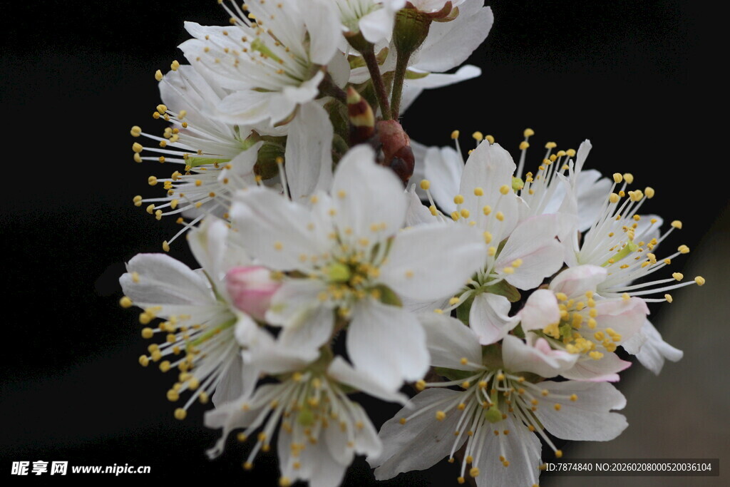 洁白绽放的美丽樱桃花