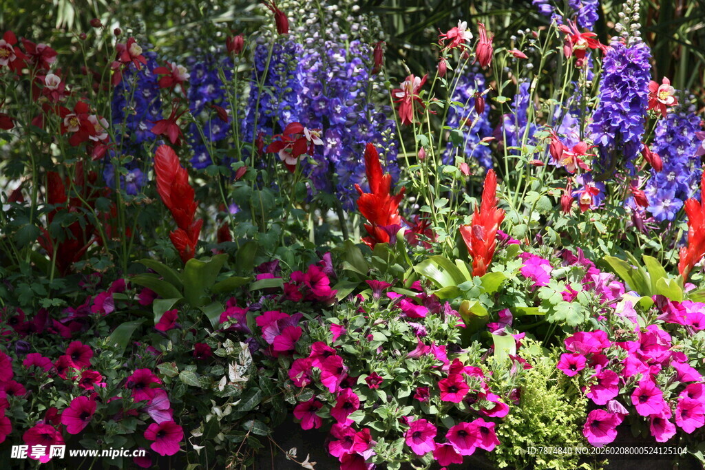 多彩花卉装点美丽景致