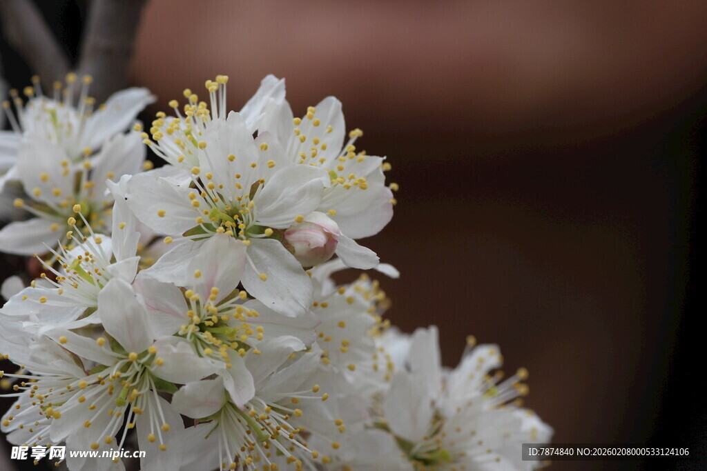 洁白绽放的美丽花朵