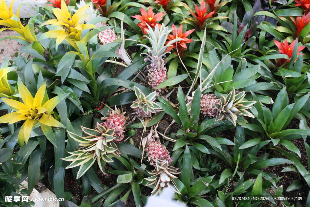 多彩花卉绽放生机