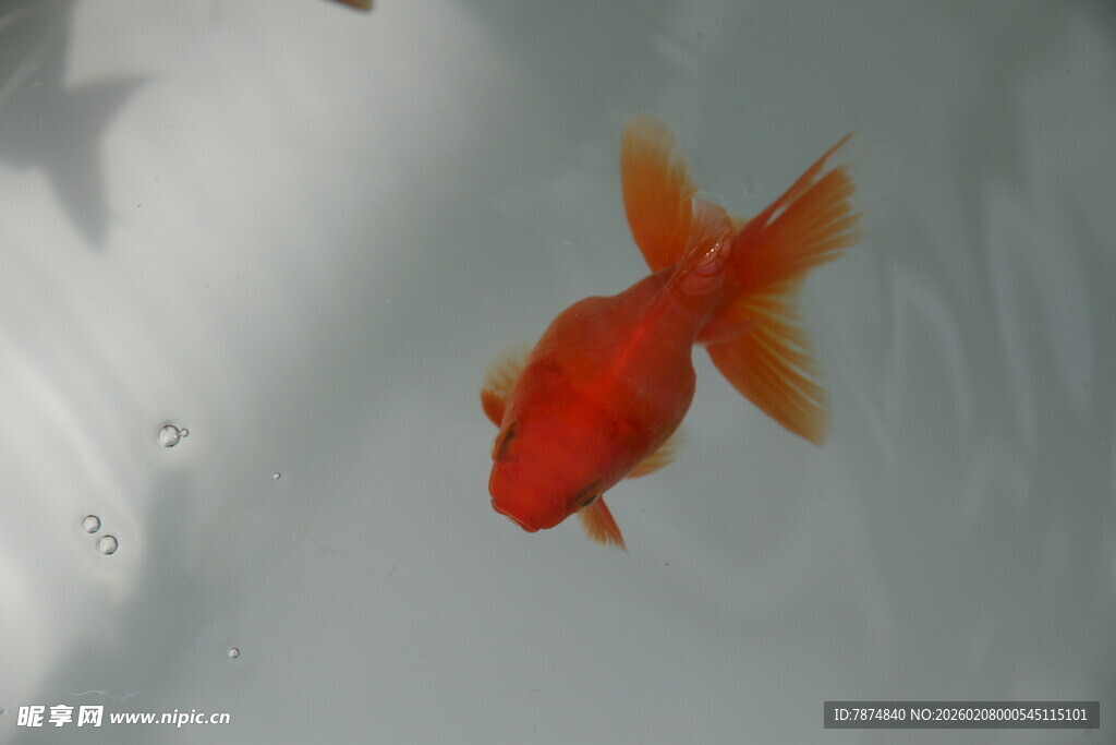 水中游动的艳丽红金鱼