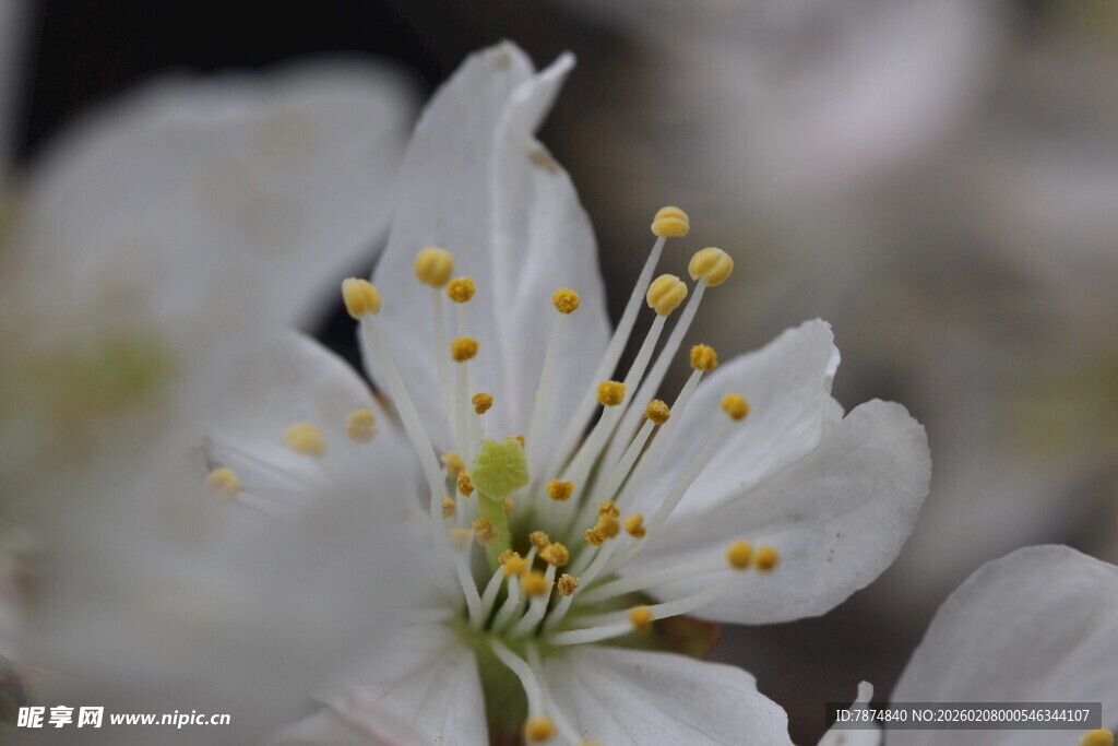 洁白绽放的美丽花卉