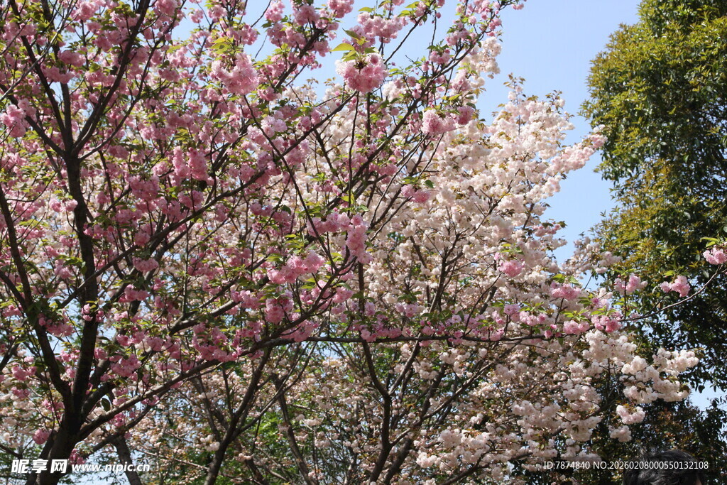 春日盛开的烂漫粉色花朵