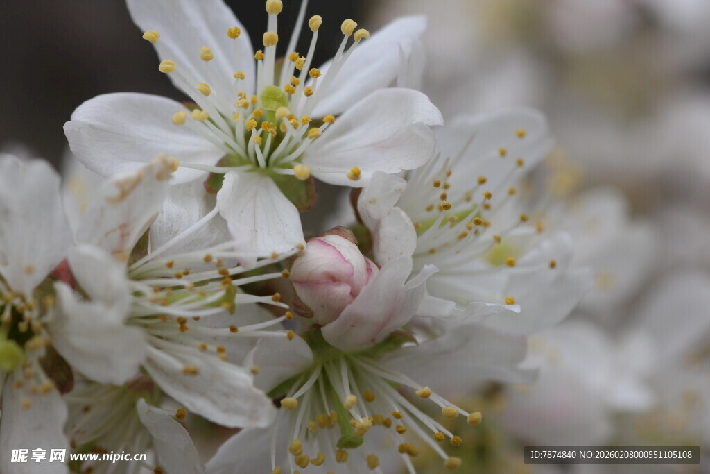春日绽放的洁白花朵