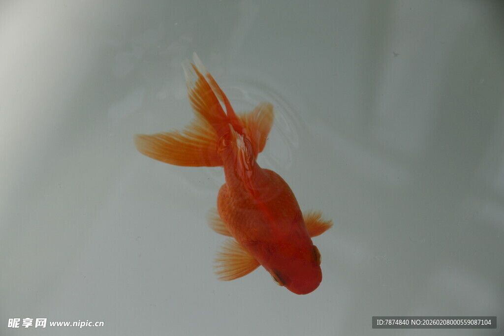 水中游弋的艳丽小金鱼